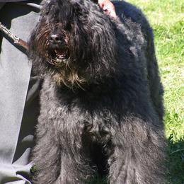 Bouvier des Flandres from Sleeping Lady Bouviers