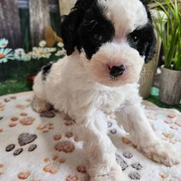 Ellie - Black and white female Cavapoo puppy in Lebanon, Missouri from Leerose Puppies