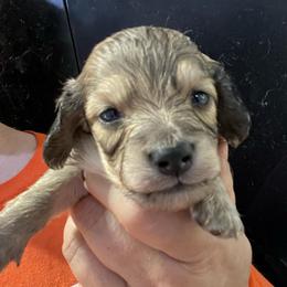 Brave-Boy 1 - Cream male Dachshund puppy in Bigfork, Minnesota from Dachshunds Up North
