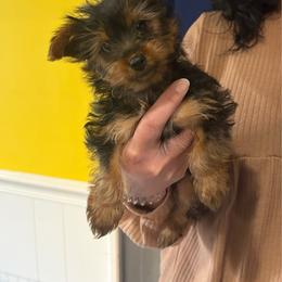 Rosie - Black and tan female Yorkshire Terrier puppy in Downingtown, Pennsylvania from Superior Family Kennels