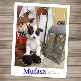 Mufasa - Sable male Pembroke Welsh Corgi puppy in Athens, Alabama from Southern Sass Corgis