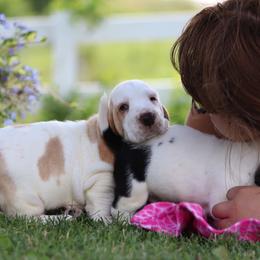 Basset Hound and Pembroke Welsh Corgi Puppies from Northstar Corgis and Basset Hounds