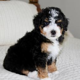 Kate - Tri-color female Bernedoodle puppy in Apple Creek, Ohio from Cuddle Paws