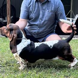 Dolly - Basset Hound
