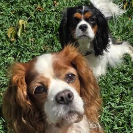 Carlito - Cavalier King Charles Spaniel