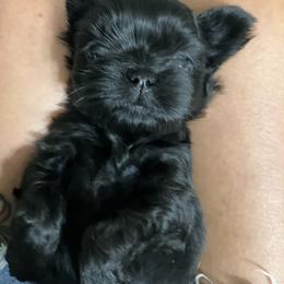 Cockapoo, Goldendoodle, and Shih Tzu Puppies from Dogue, where fashion meets fur