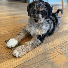 Chowder - Merle male Bernedoodle puppy in Canterbury, Connecticut from Katelyn Aubin