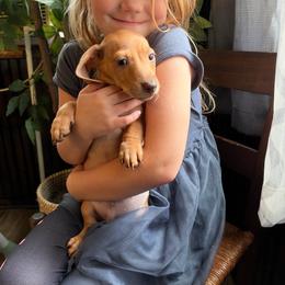 Pippin - Red male Dachshund puppy in Richwood, West Virginia from Wild and Wonderful Wieners