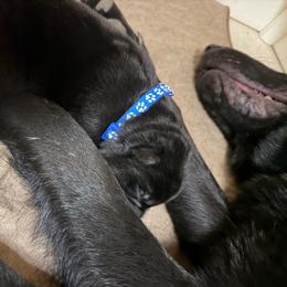 Blue collar boy - Black male German Shepherd puppy in Centralia, Illinois from Janices AKC German Sheperds LLC