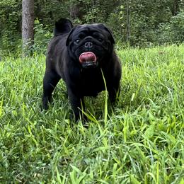 Garfield - Pug