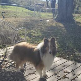 Shetland Sheepdogs and Shih Tzus from Jackie Dingess's Shih Tzu and Shetland Sheepdogs