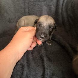 Destiny - Wheaten female Irish Wolfhound puppy in Uintah County, Utah from Bingo's Wolfhounds, Lollipop Pomskies