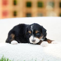 Gigi - Tri-color female Bernedoodle puppy in Spokane, Washington from Lilac City Doodles