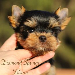 Tristan - Blue and gold male Yorkshire Terrier puppy in Placerville, California from Diamond Springs Kennel
