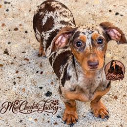 Sissy - Dapple female Dachshund puppy in Liberty, Texas from Mini Chocolate Factory