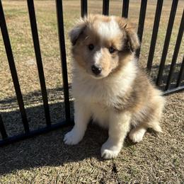 Sable Merle Girl 3 - Sable merle and white female Shetland Sheepdog puppy in Shirley, Arkansas from Lucky Pups