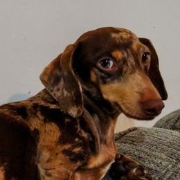 Phoebe - Dachshund