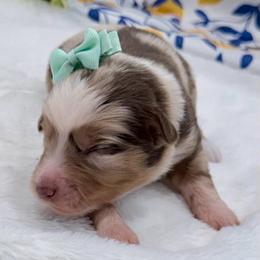 Teal collar - Red merle female Aussiedoodle puppy in 32046, Florida from River Hill Ranch