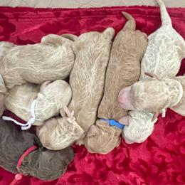 Goldendoodle Puppies from 4H Doodles