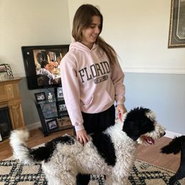 Bernedoodle All Grown Up from Bernedoodlesbest