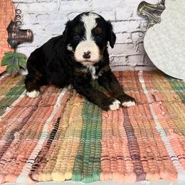 Ace - Tri-color male Bernedoodle puppy in Moulton, Iowa from Shondel Puppy Paws