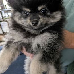 Girl 2 - Black and tan parti female Pomeranian puppy in Cocoa, Florida from Pom Coast Pomeranians