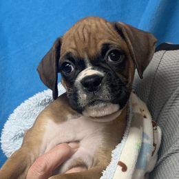 Boy 1 - Boxer puppy in Elyria, Ohio from Just-A-Wyn Boxers