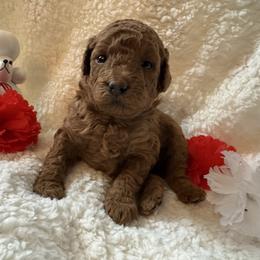 4th Pick Male Puppy - Black male Poodle puppy in Canfield, Ohio from Poo's Doo's & Inu's