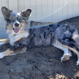 Aussiedoodles, Miniature Australian Shepherds, and Pembroke Welsh Corgis from The Hoppers Back 40