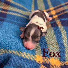 Fox - Piebald male Dachshund puppy in Seguin, Texas from Good Neighbor Ranch Dachshunds