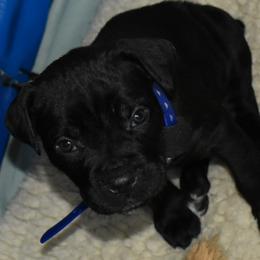 Blue - Black male Cane Corso puppy in Sault Ste Marie, Michigan from Willow Creek Cane Corsos