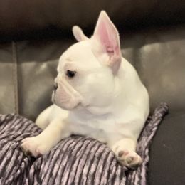 French Bulldog, Goldendoodle, and Golden Retriever Puppies from Crystal Coast Kennels, LLC