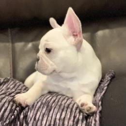 French Bulldog, Goldendoodle, and Golden Retriever Puppies from Crystal Coast Kennels, LLC
