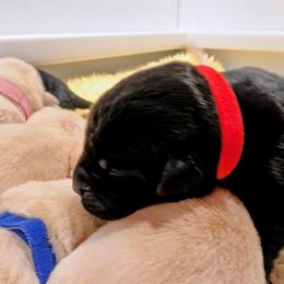 Boy 1 - Black male Labrador Retriever puppy in Frenchtown, Montana from Bear Bones Labradors