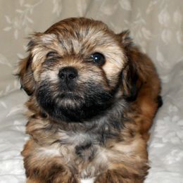 Havanese Puppies from Court Jester Havanese