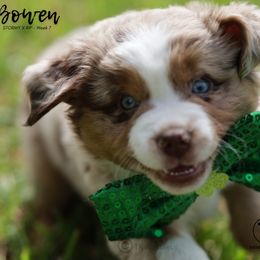 Australian Shepherd, Miniature American Shepherd, Miniature Australian Shepherd, and Toy Australian Shepherd Puppies from TK Standard, Mini, & Toy Aussies