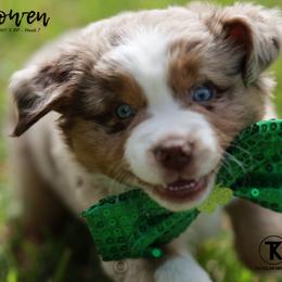 Australian Shepherd, Miniature American Shepherd, Miniature Australian Shepherd, and Toy Australian Shepherd Puppies from TK Standard, Mini, & Toy Aussies