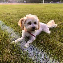 Maisy - Havanese