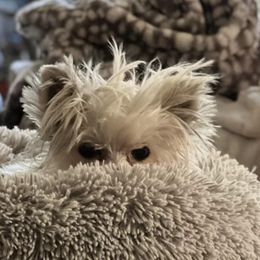 Yorkshire Terriers from Emma Cusson's Yorkshire Terriers