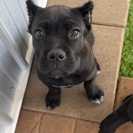 Orange Collar Girl - Black female Cane Corso puppy in Nashville, Tennessee from Worldwide Kennels