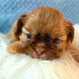 Ghost - Liver male Shih Tzu puppy in Kissimmee, Florida from My Little Shih Tzu Dreams