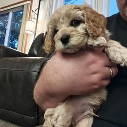 Roger (boy 3) - Apricot male Cavapoo puppy in Washougal, Washington from Timothy's Cavapoos