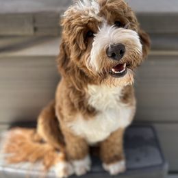 Jackie - Goldendoodle