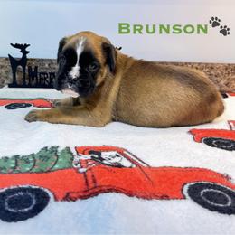 Brunson - Fawn male Boxer puppy in Cicero, New York from MK Boxer Haven of CNY