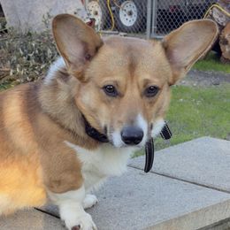 Doli - Pembroke Welsh Corgi