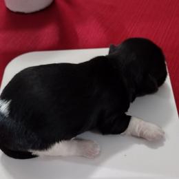 Rachelle - Black and white female Havanese puppy in Cleveland, Texas from 7th Heaven Havanese of Texas