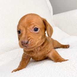 Belle - Dapple female Dachshund puppy in Brandon, Mississippi from A & N Kennel’s Mini Dachshunds