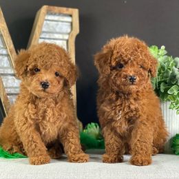 Cavapoo, Maltipoo, and Poodle Puppies from McCraws N Paws