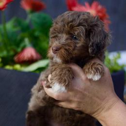 Kate - Chocolate merle female Bernedoodle puppy in Mobile, Alabama from Doodle Dreams
