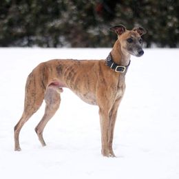 Grizzly - Whippet